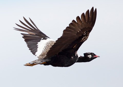 Southern Black Korhaan male in flight